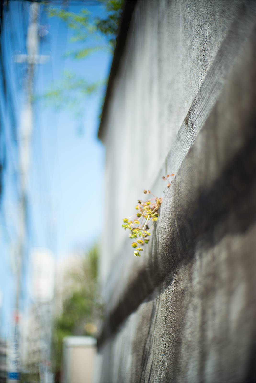flower and wall