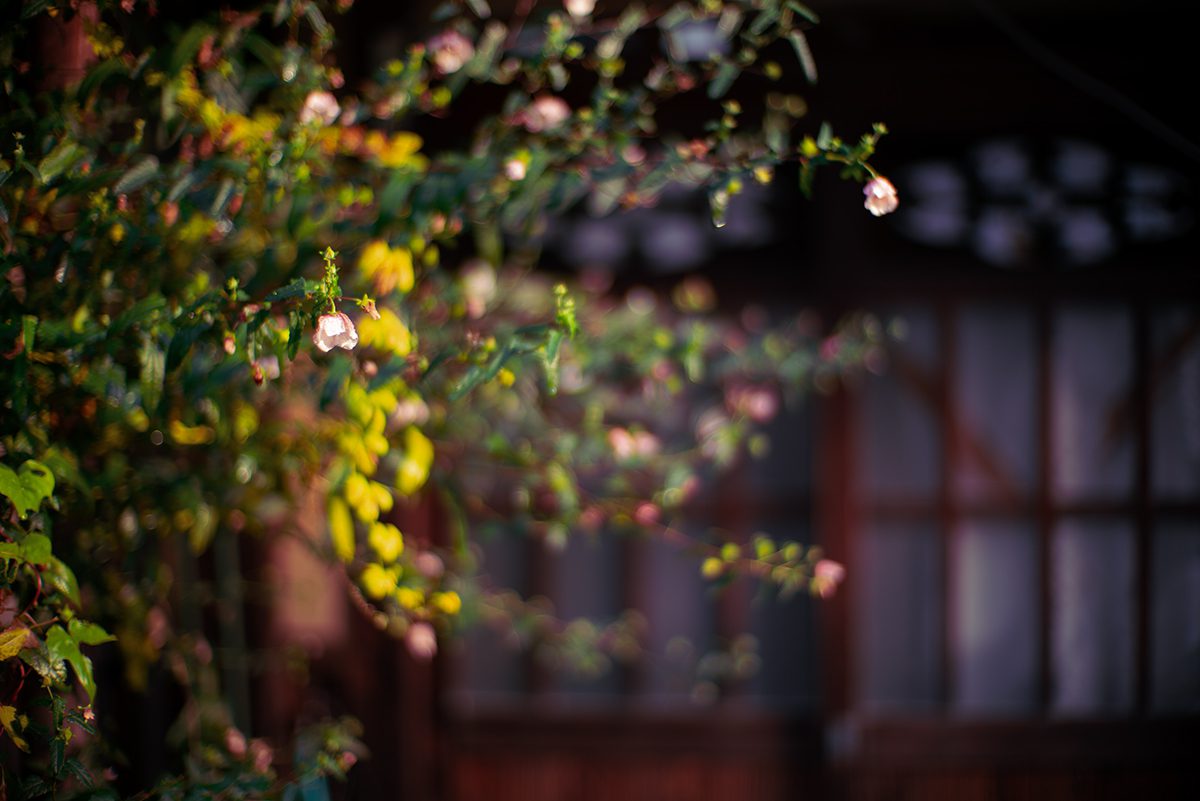 京都　雨上がりの朝　花