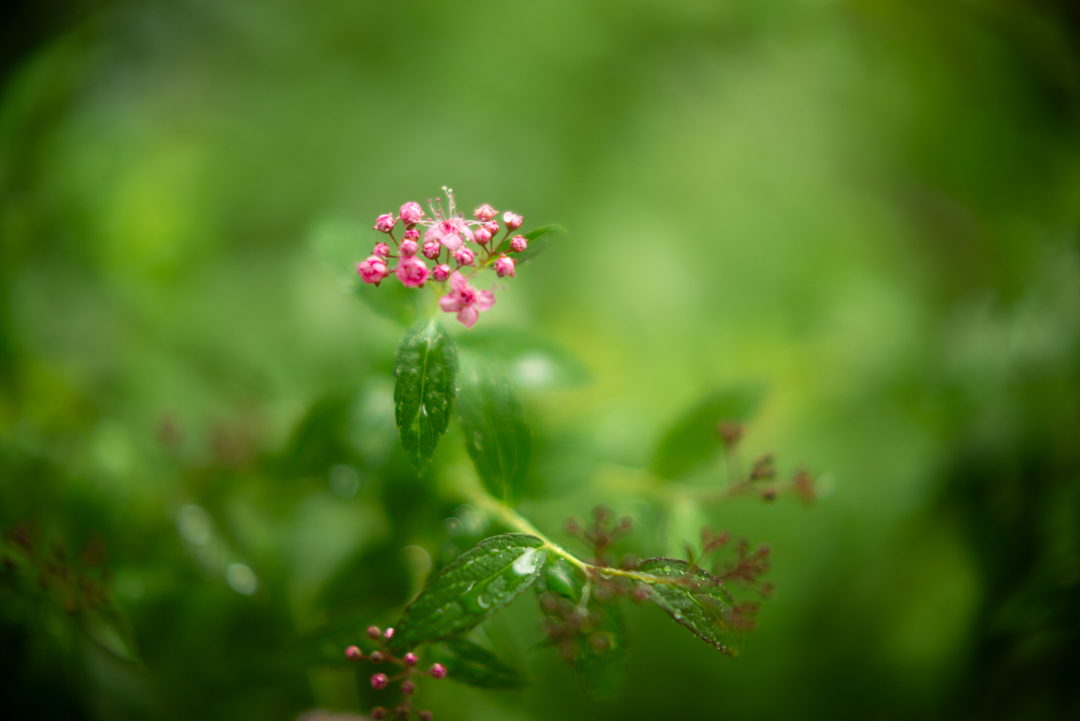 雨と花