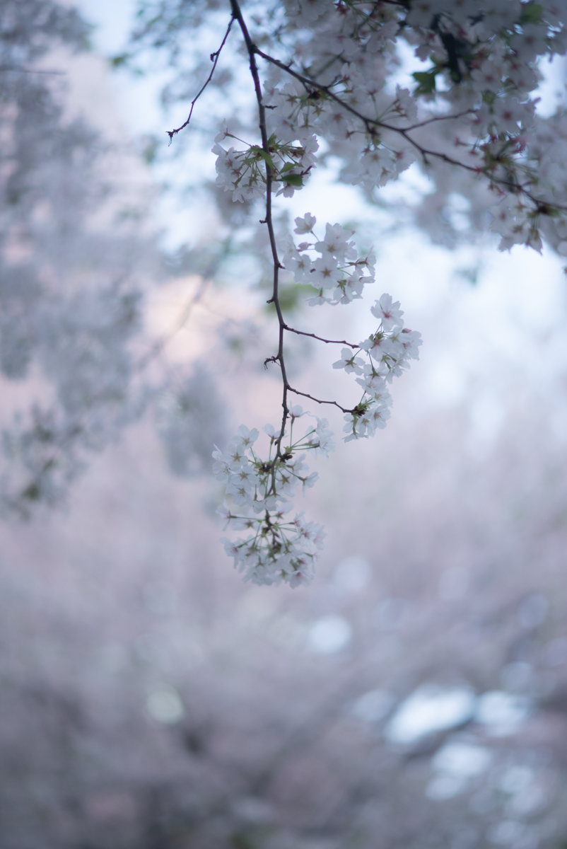 夜明けの桜