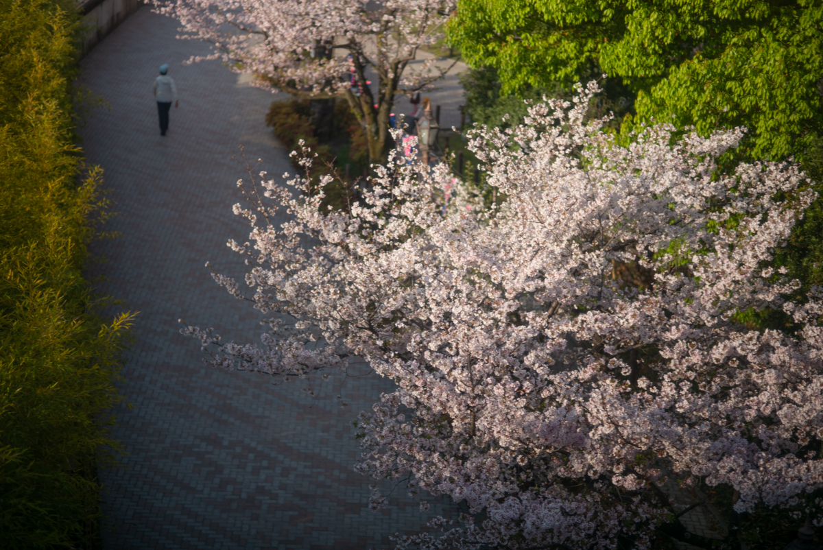 車窓からの桜、隅田川周辺