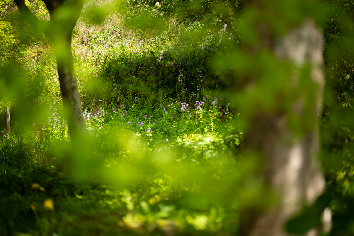 ひっそり咲く花