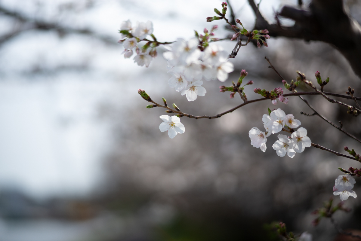 桜