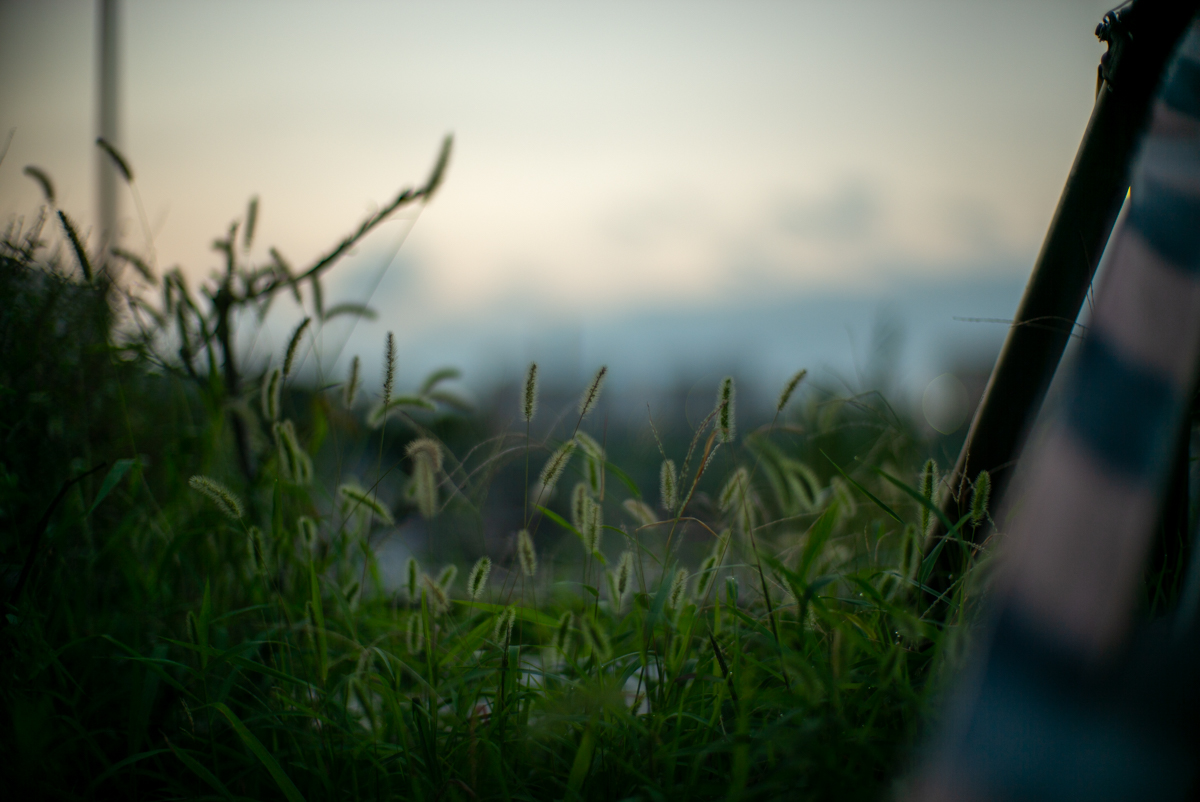 夜明け直前の空と猫じゃらし