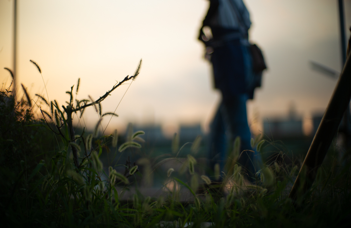 赤くなり始めた空と猫じゃらし