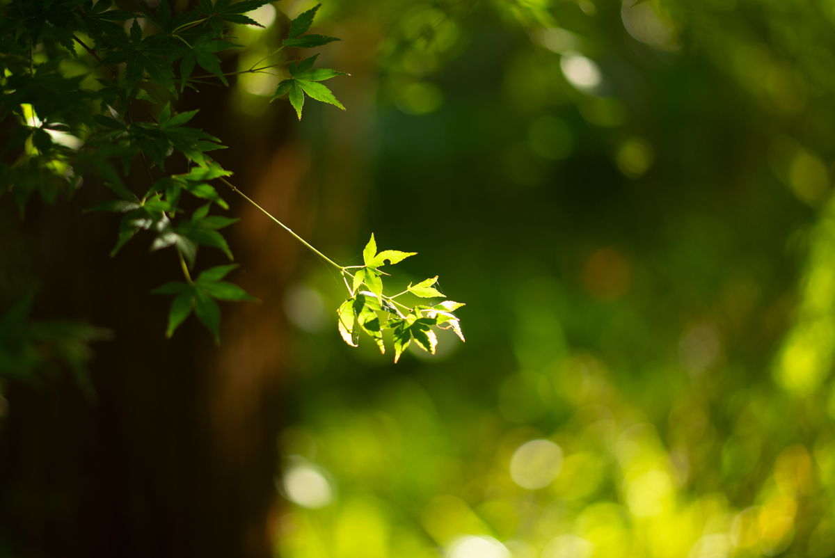 緑の紅葉（もみじ）