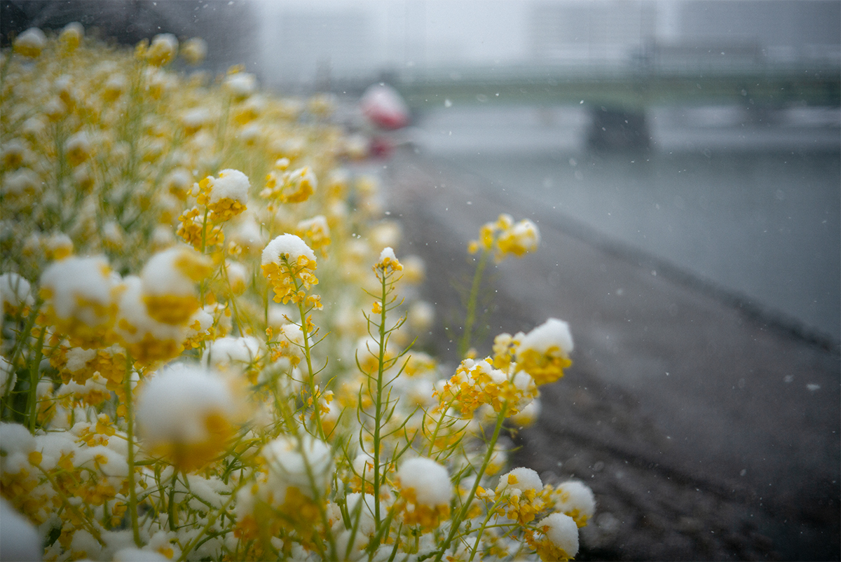 菜の花と雪