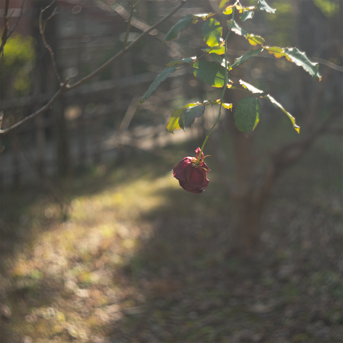 バラ オリジナル