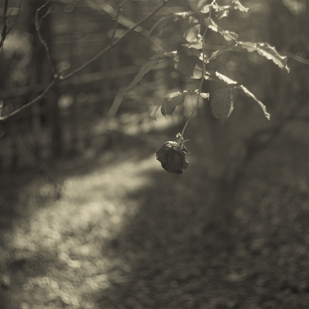 モノクロ ズマールらしく